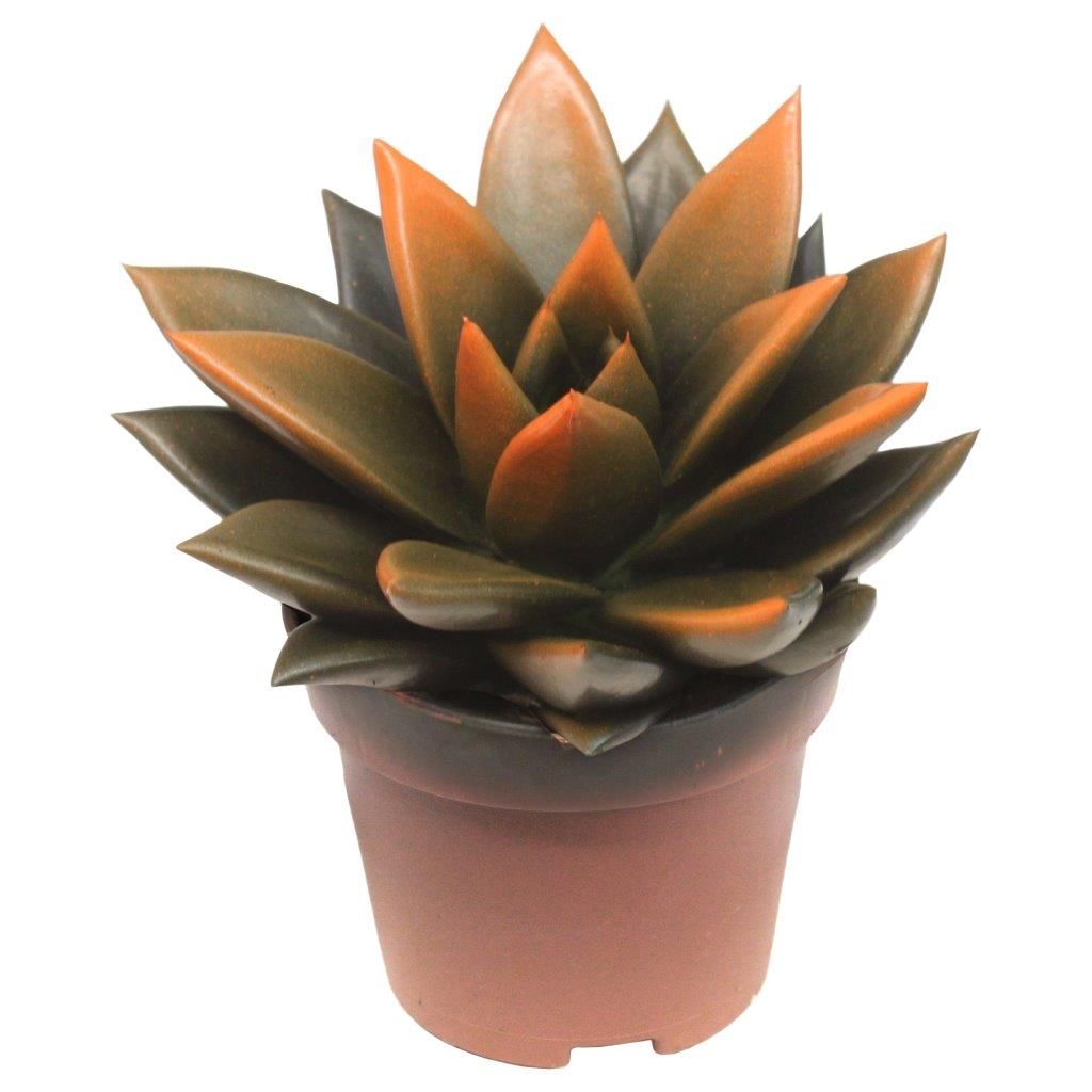 Miranda bicoloured black/orange, D 6 cm