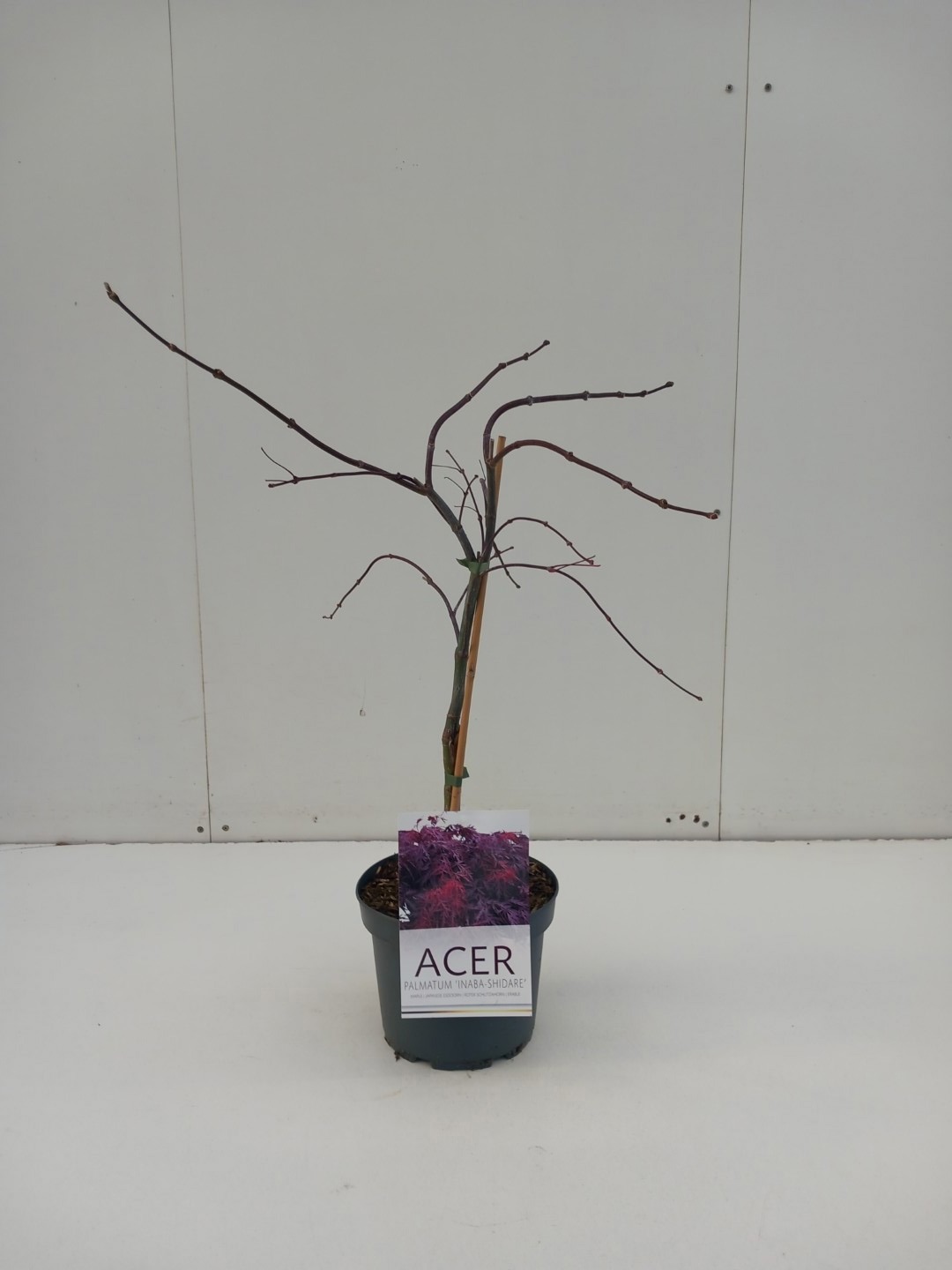 Acer palmatum Inaba-Shidare, D 21