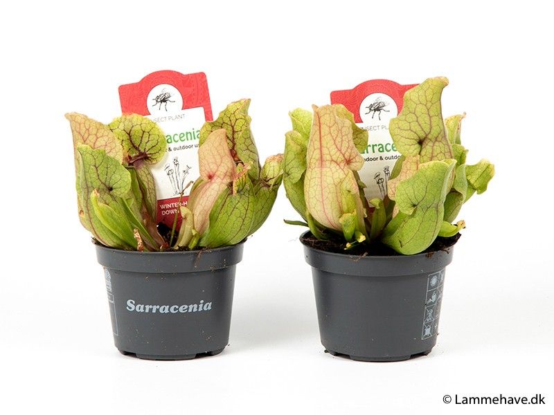 SARRACENIA PURPUREA 116 'MONTANA', D 9