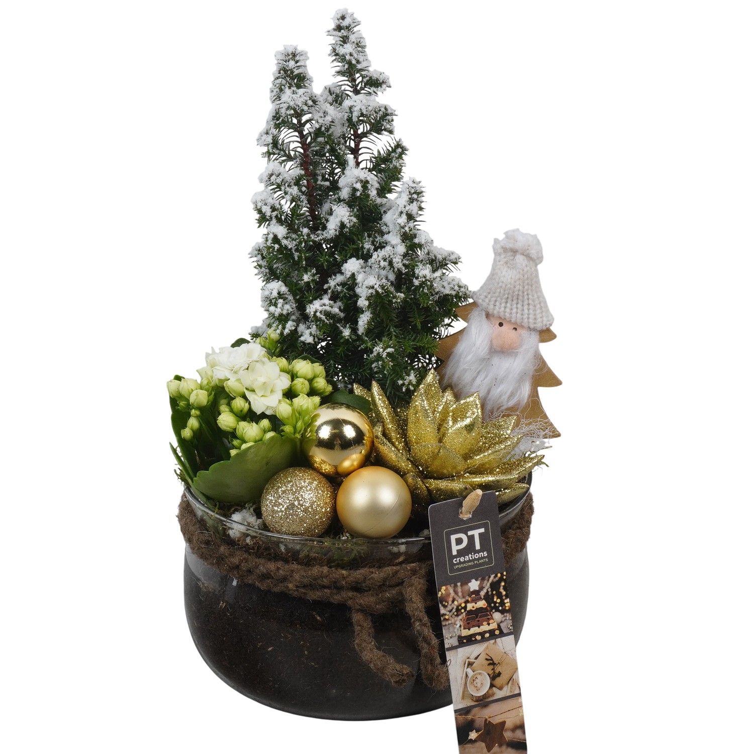 PTCHG5730 Arrangement Christmas Gold in glas schaal, D 16 cm