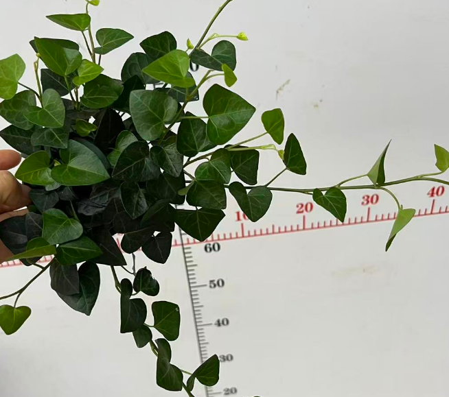 Хедера 90 Премиум Лове Айви 9 20