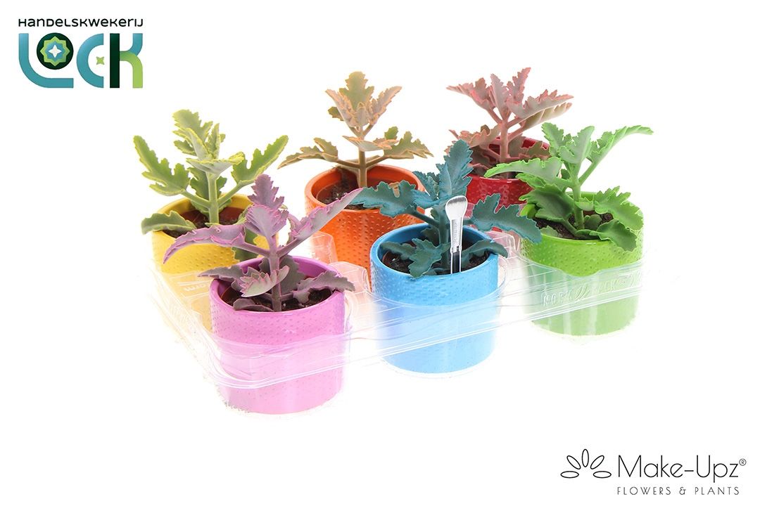 Kalanchoe Beharensis Make Upz in keramiek, D 8,5