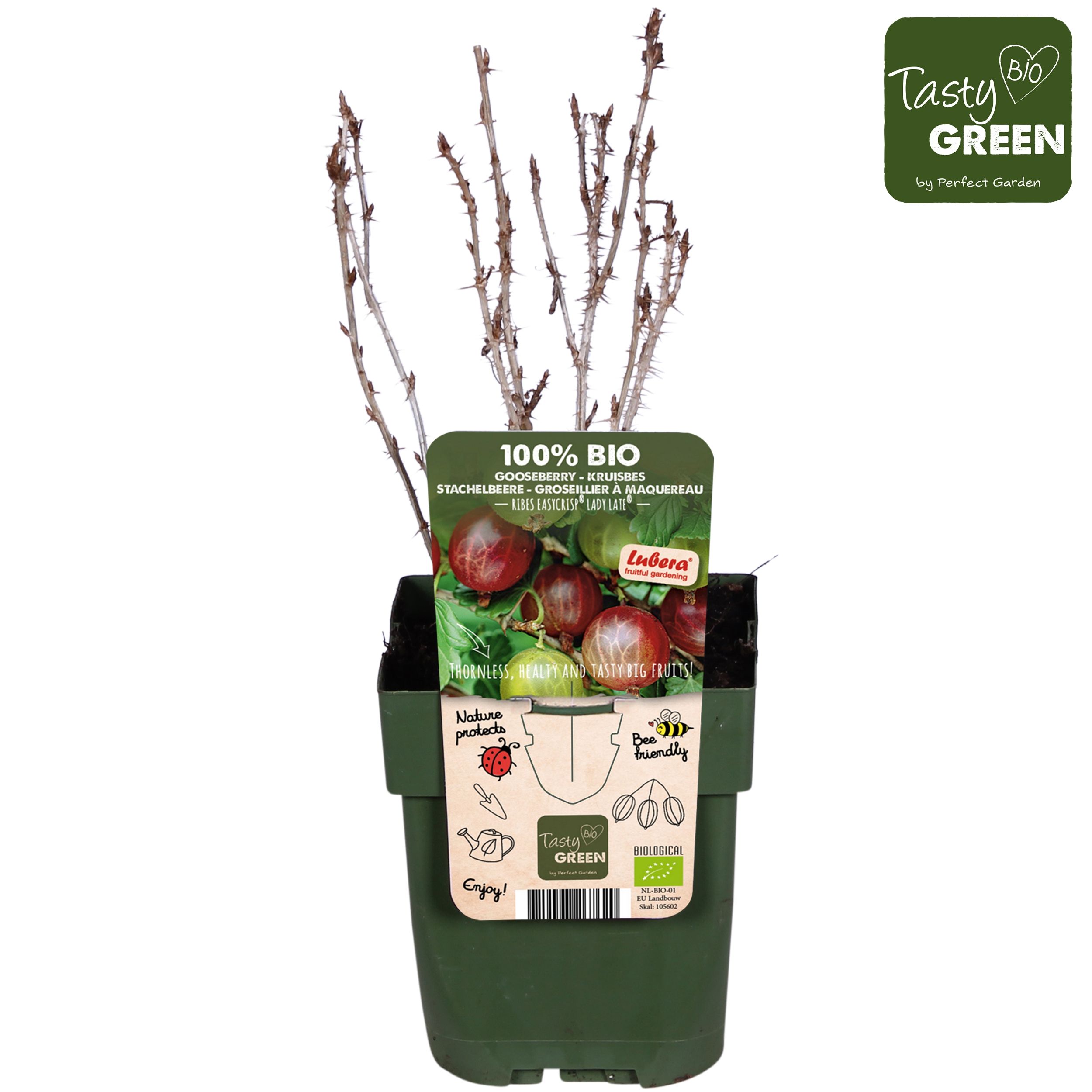 Ribes Easycrisp® Lady Late® Bio P13, D 13 cm