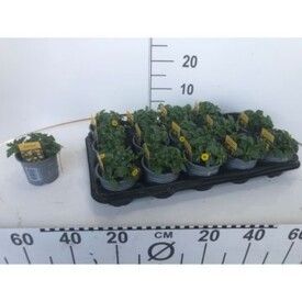 622 : Pot 10.5 cm SANVITALIA YELLOW, D 10,5