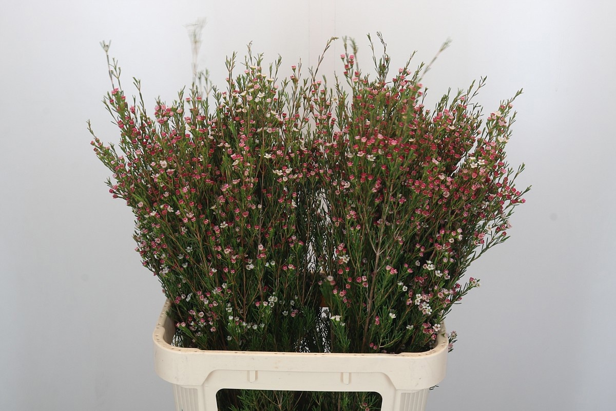 Шамелациум Май Свит Сикстин 80, шт.