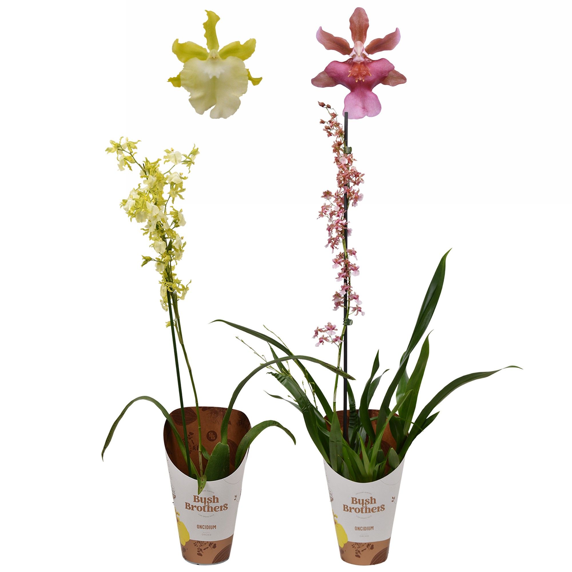 Oncidium mix 1 tak 12 cm, D 12 cm