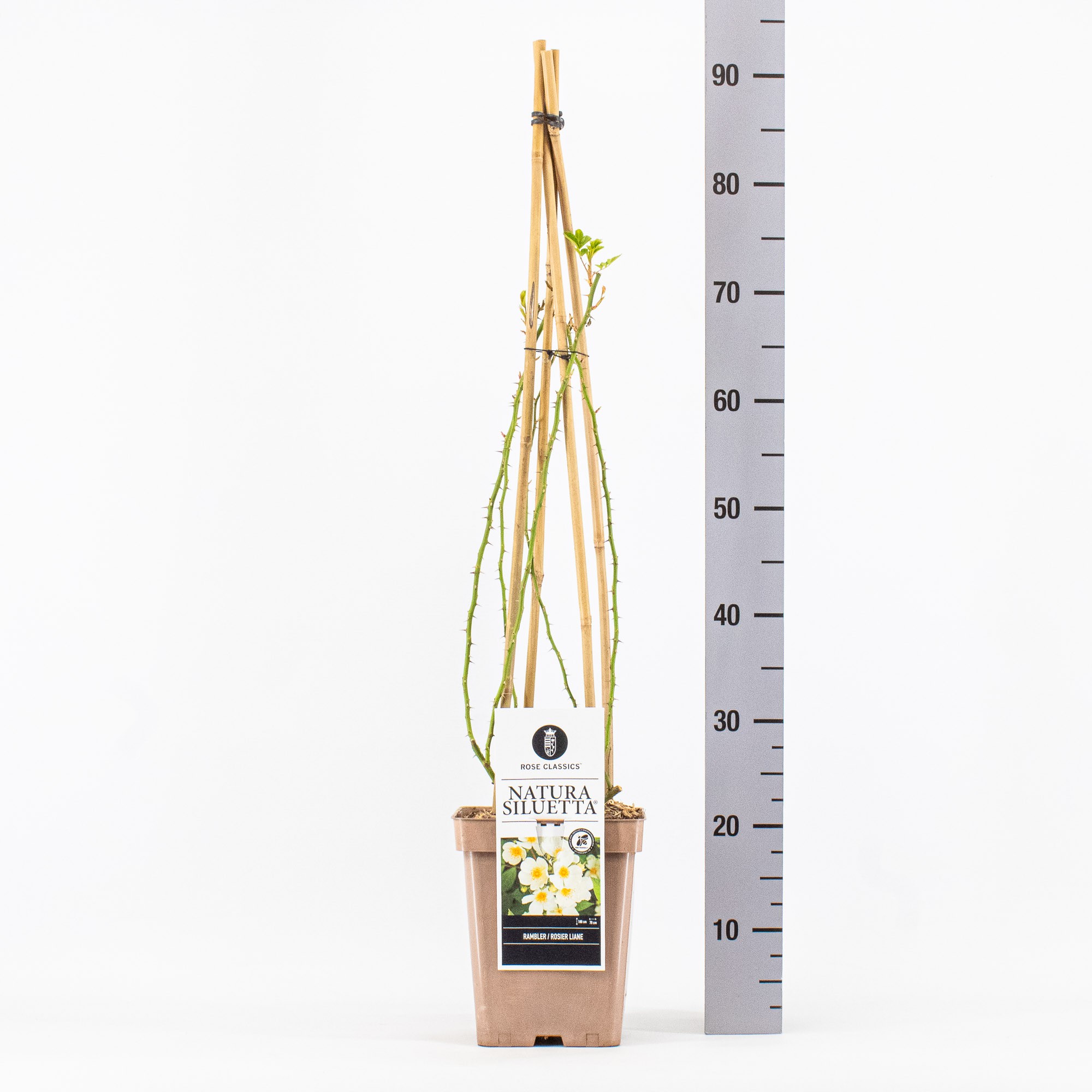 Rosa (Rambler), Natura Siluetta ®, C5, D 23