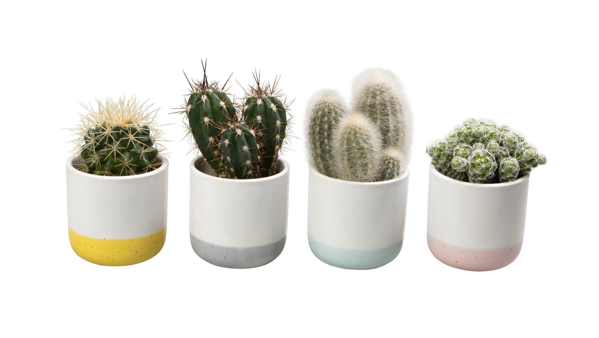 L 65605 with Cactus Mix, D 6