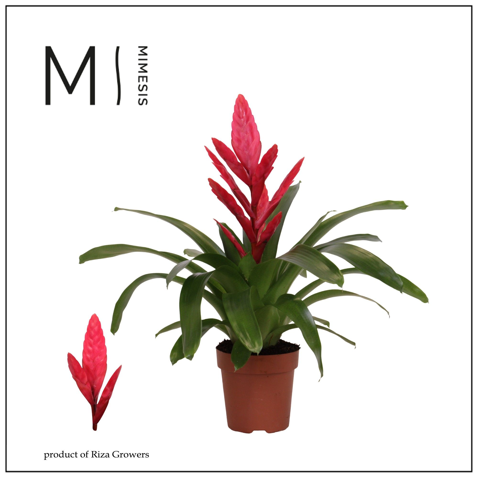 Vriesea Intenso Pink - 12cm | Mimesis, D 12