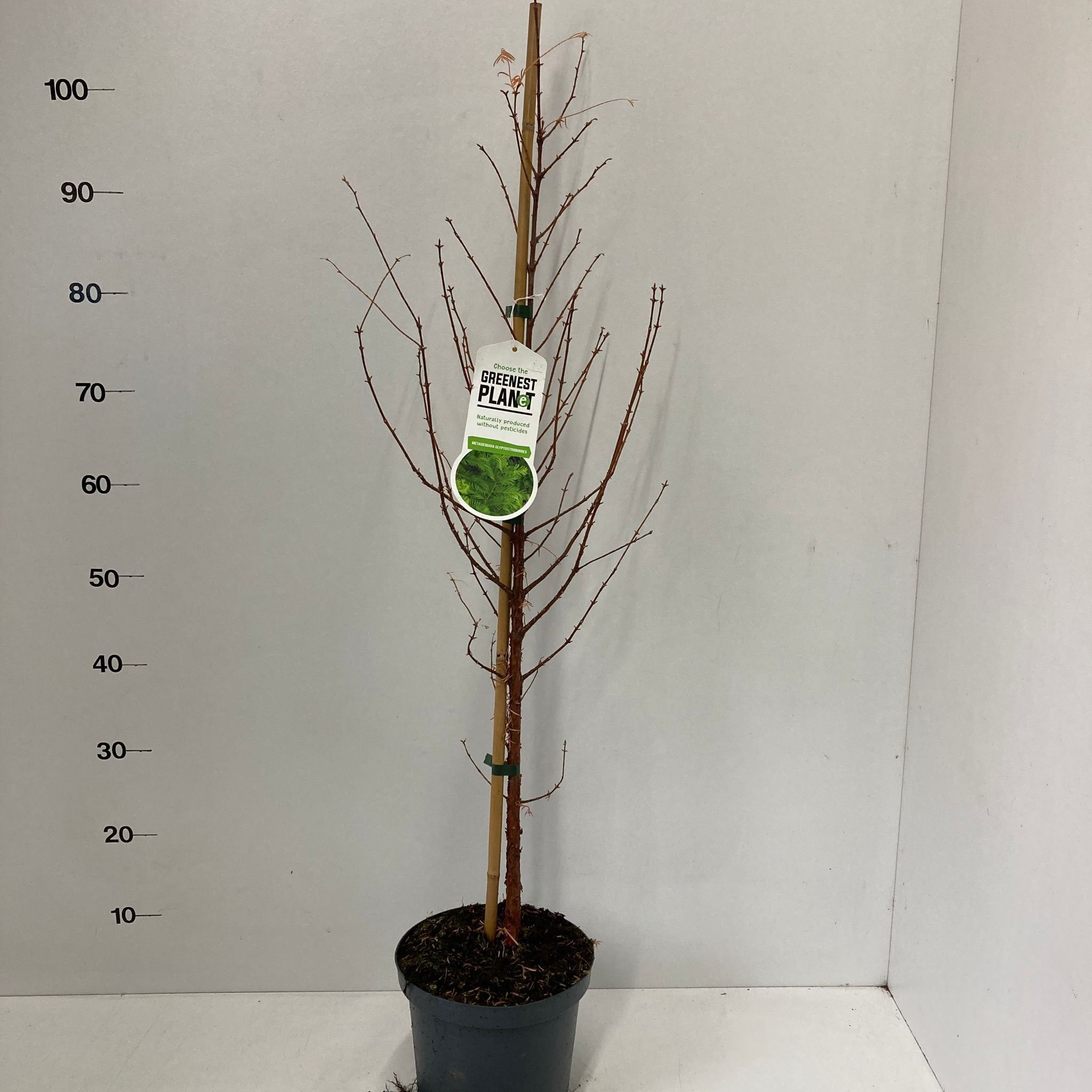 Metasequoia glyptostroboides --gestokt 100 cm, D 19