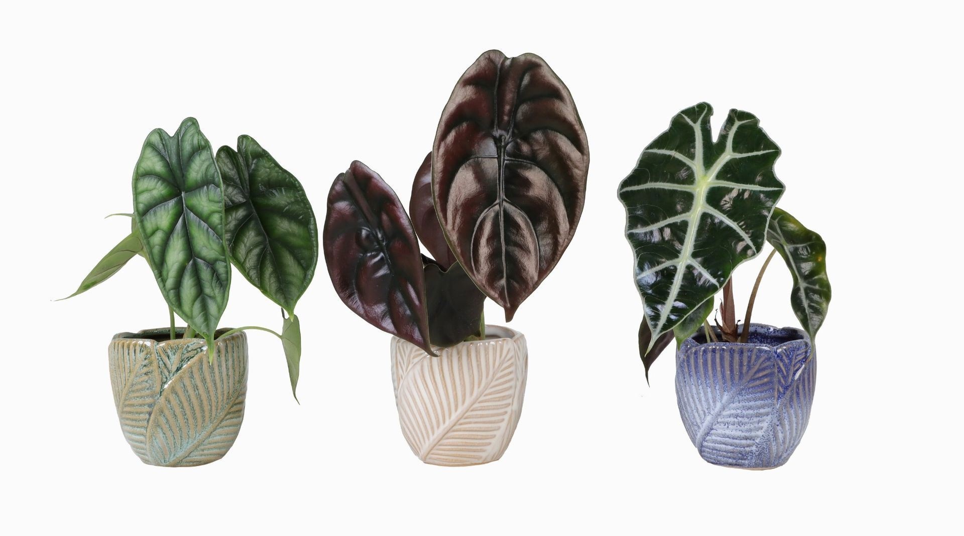 L 65945 with Alocasia Mix 6 cm, D 6