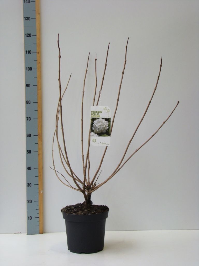 Viburnum opulus 'Roseum' C 7,5, D 27