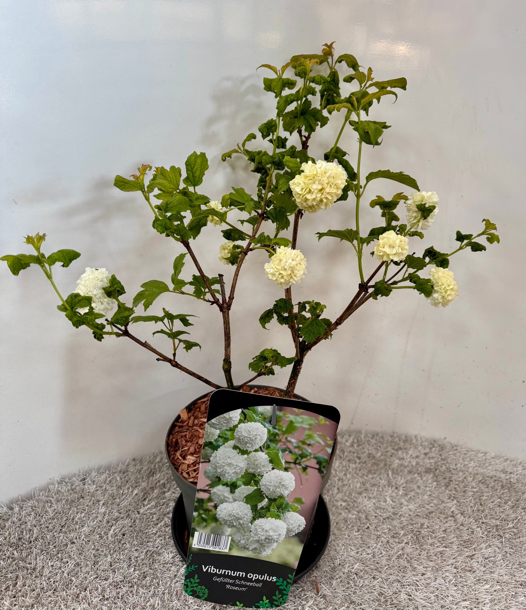 Viburnum opulus Roseum, D 19