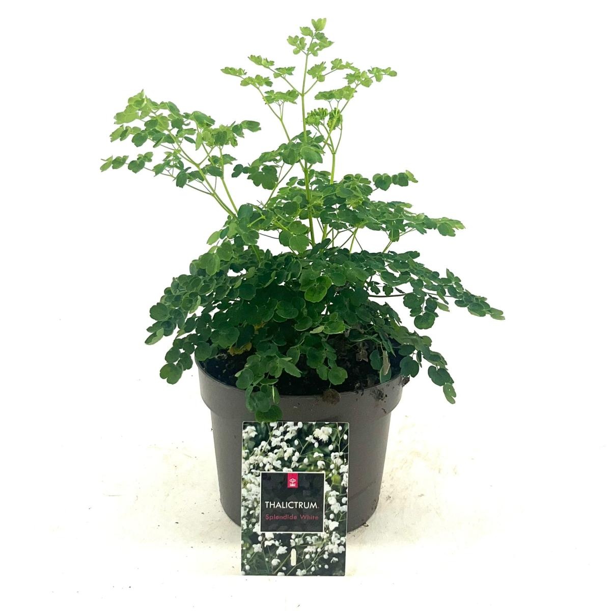 Thalictrum del. Splendide White, D 17 cm