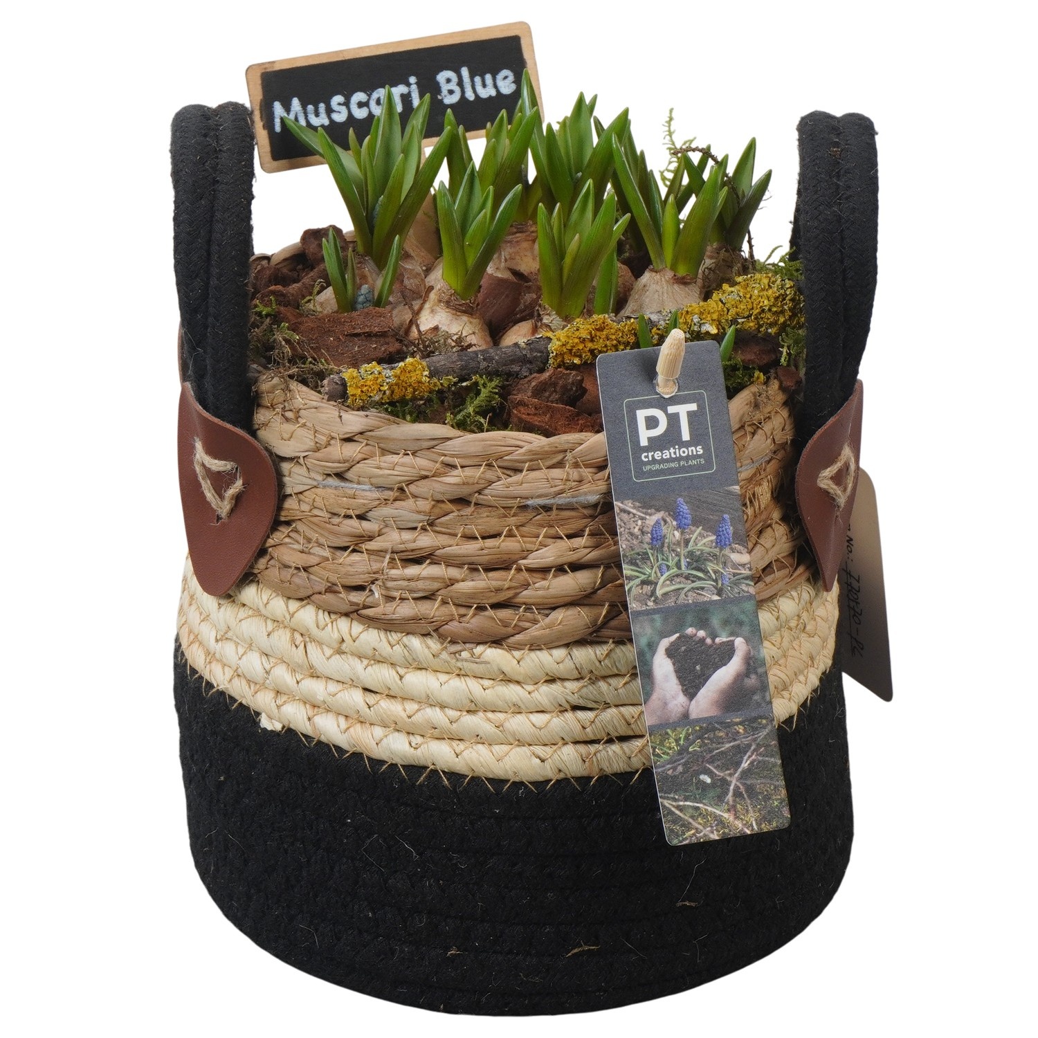 PTMB6217 Arrangement Muscari Blue in riet mand, D 15