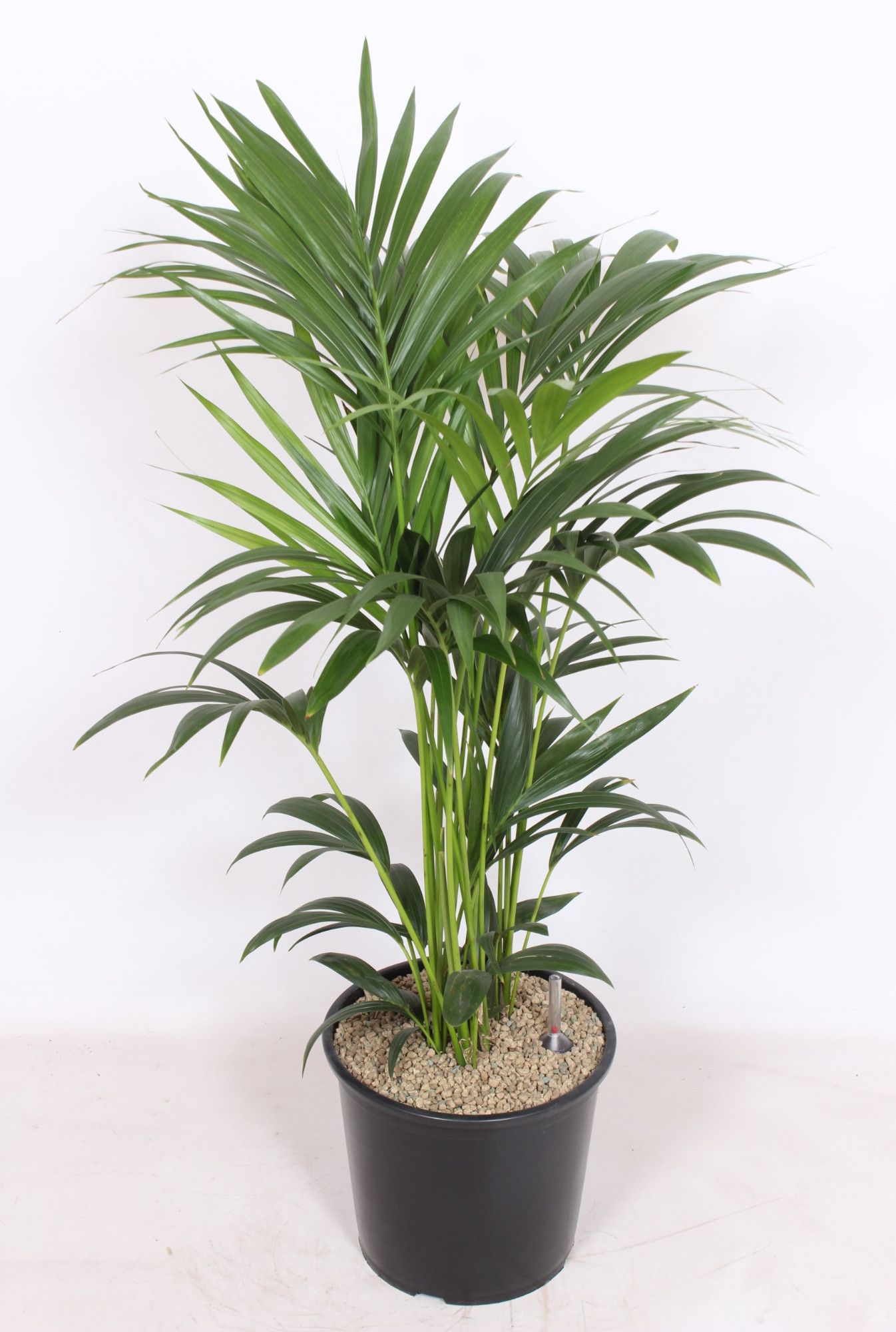 Howea forsteriana 6 per pot, D 32