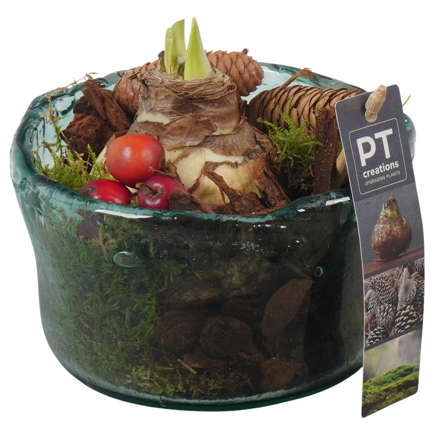 PTAA7585 Arrangement Amaryllis in glas schaal, D 14 cm