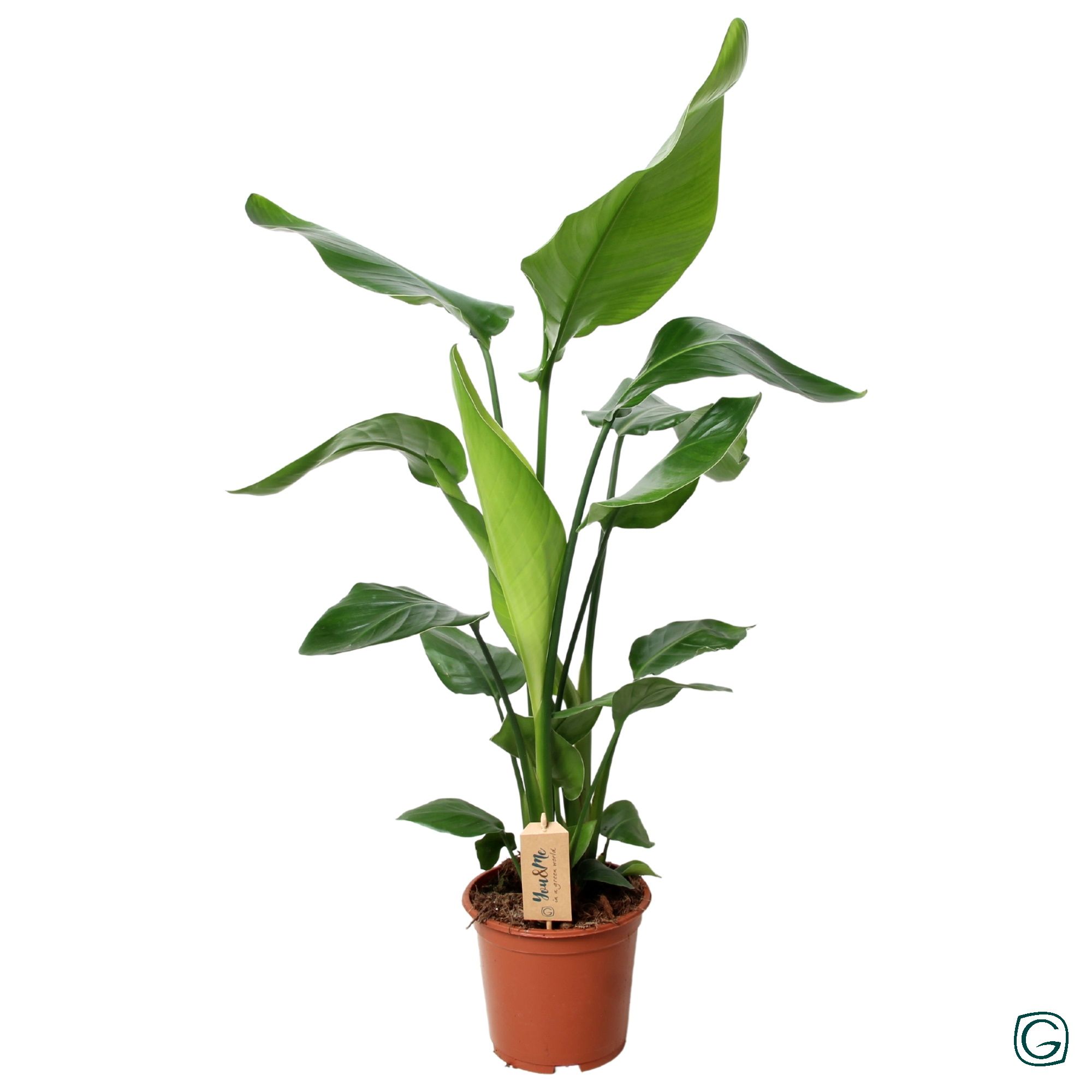 Strelitzia nicolai p19, D 19