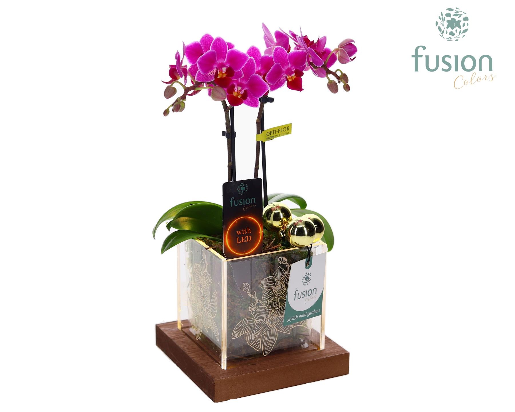 Acryl bakje LED met Phalaenopsis Kerst, D 12 cm