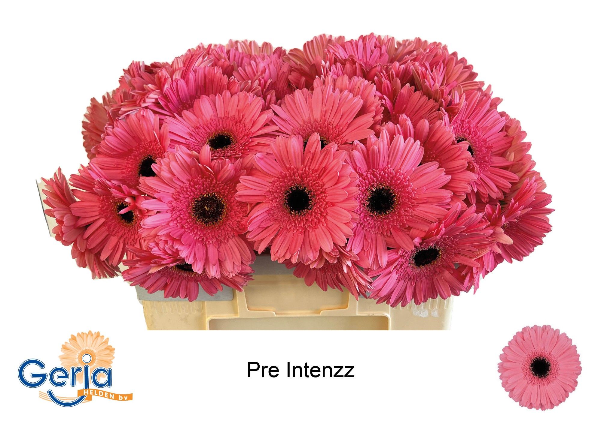 Гербера Пре-интенз, шт.