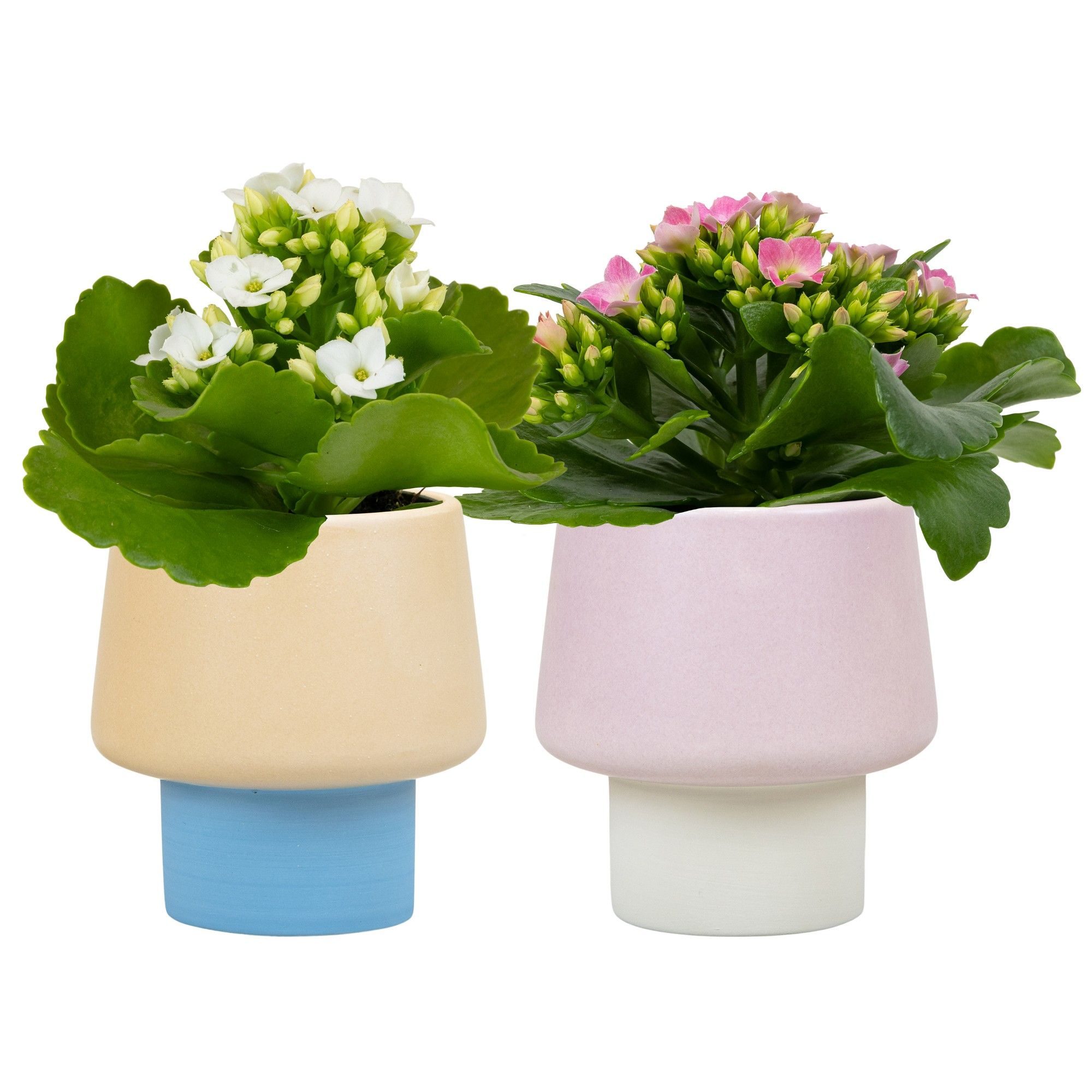 Serene with Kalanchoe, D 6