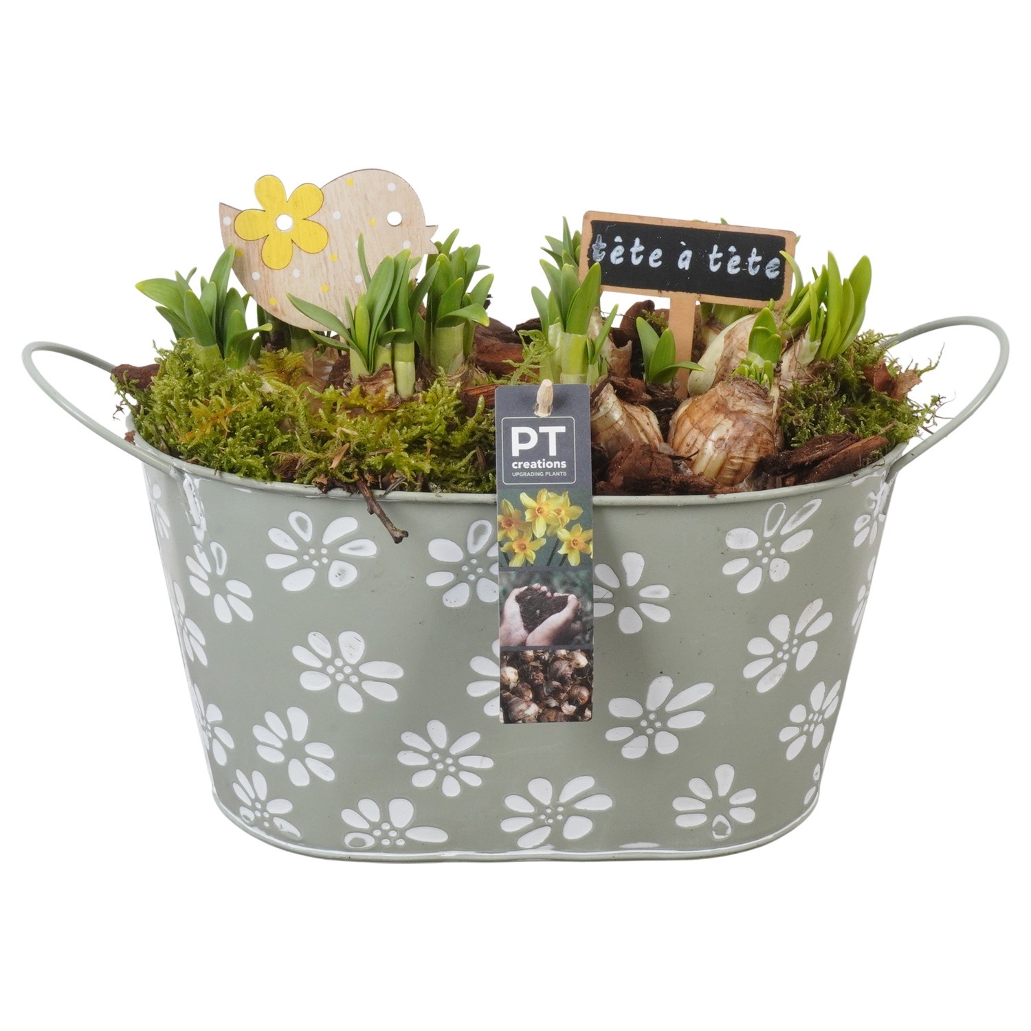 PTN8572 Arrangement Narcissus in zink pot, D 27