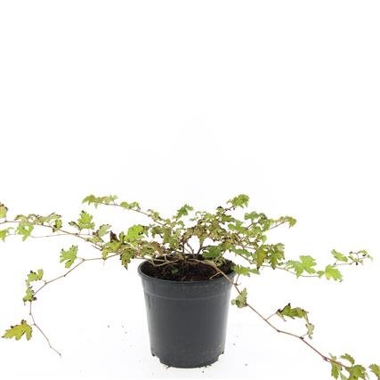 Stephanandra incisa 'Crispa', D 14 cm