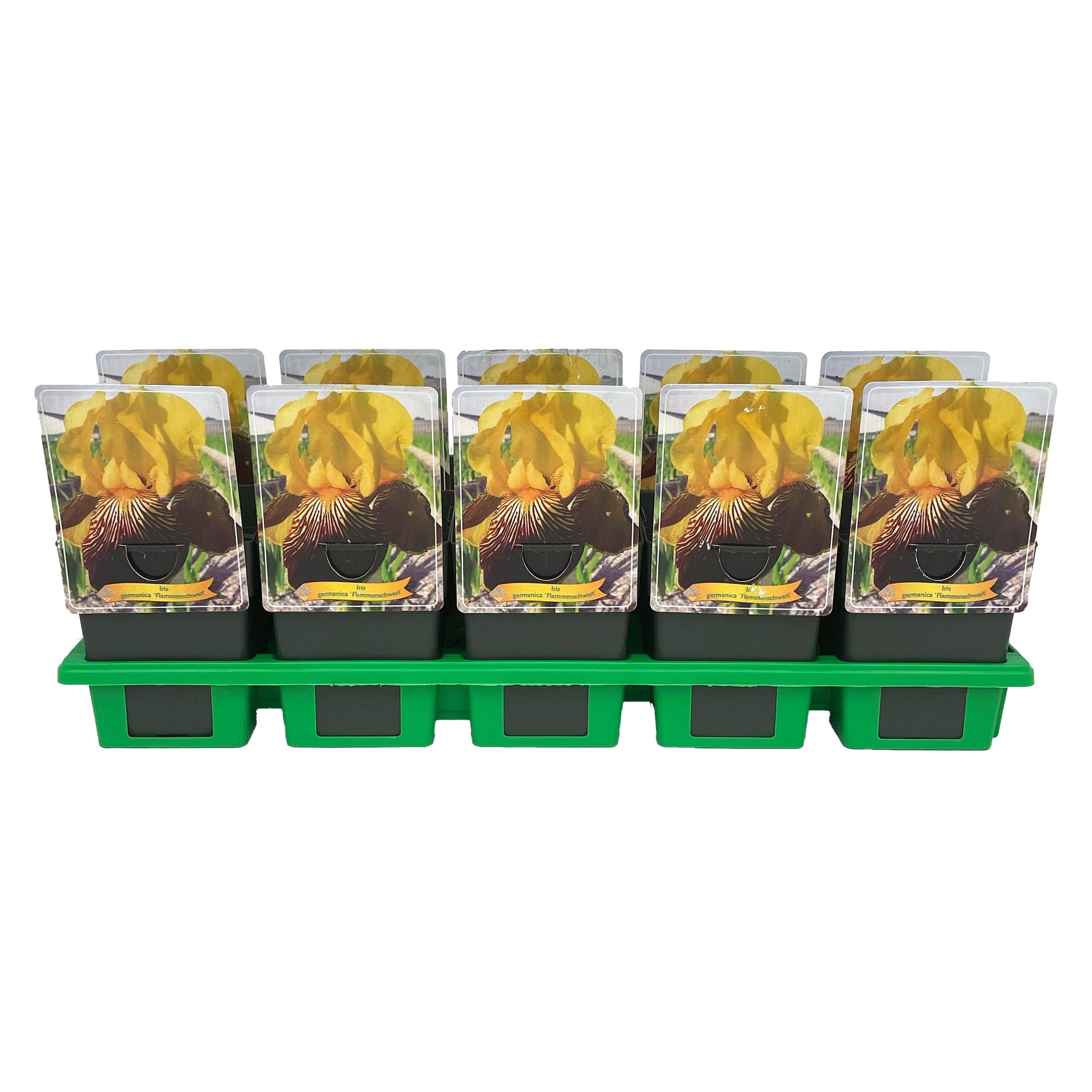 Iris germanica 'Flammenschwert' P11, D 11