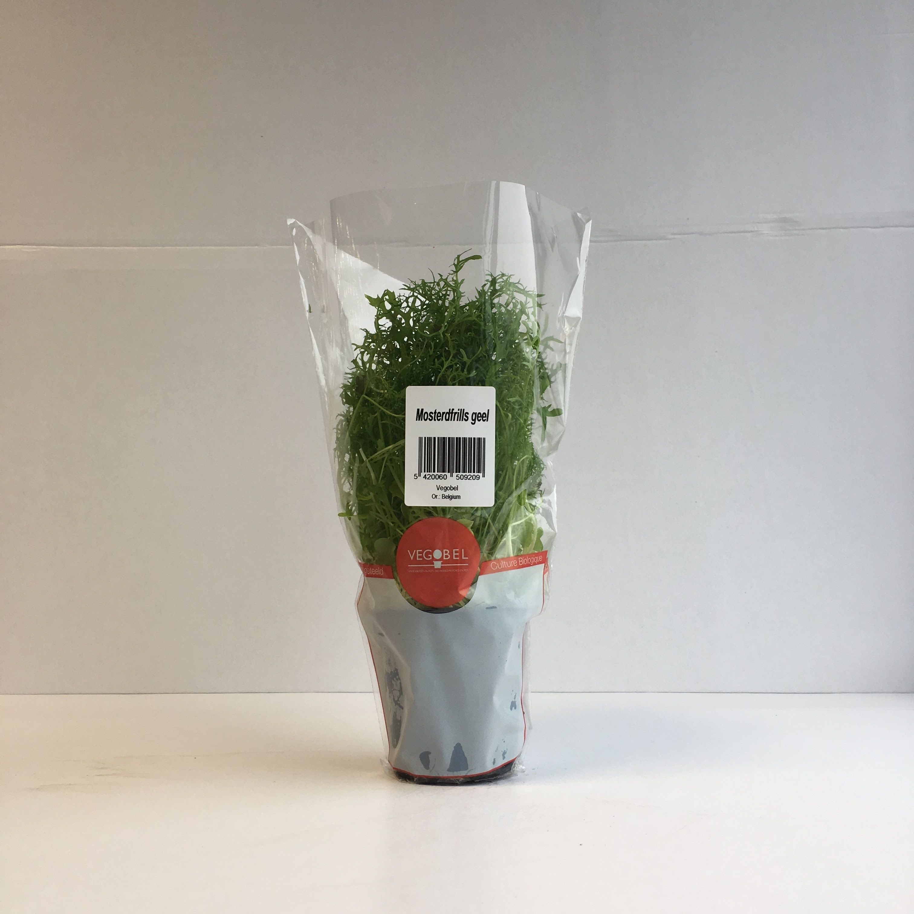 Mosterdfrills Groen P9, D 9 cm