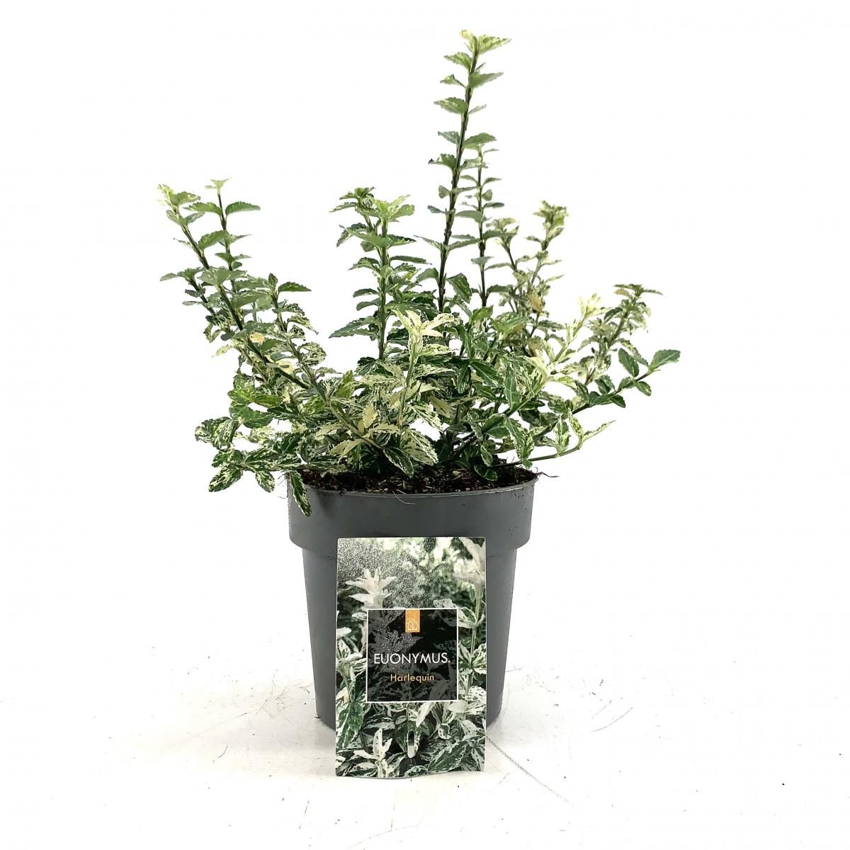 Euonymus fort. 'Harlequin', D 15