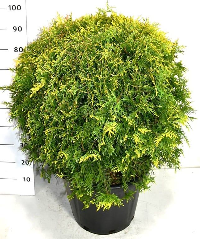 Thuja occ. 'Golden Globe', D 40