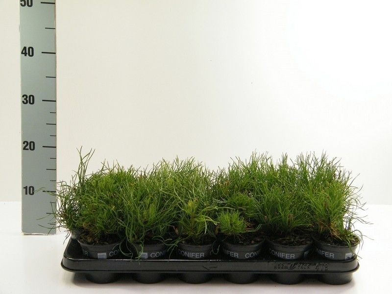 Pinus mugo pumilio, D 9