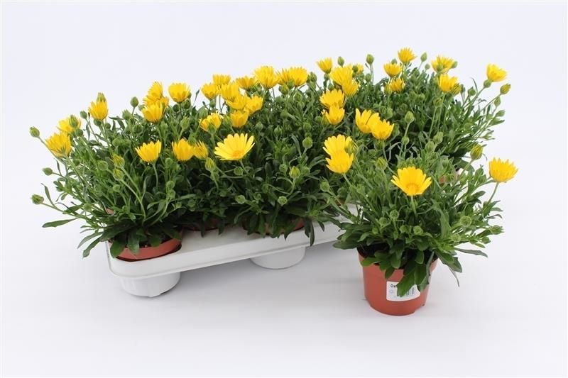 Osteospermum Yellow, D 10,5