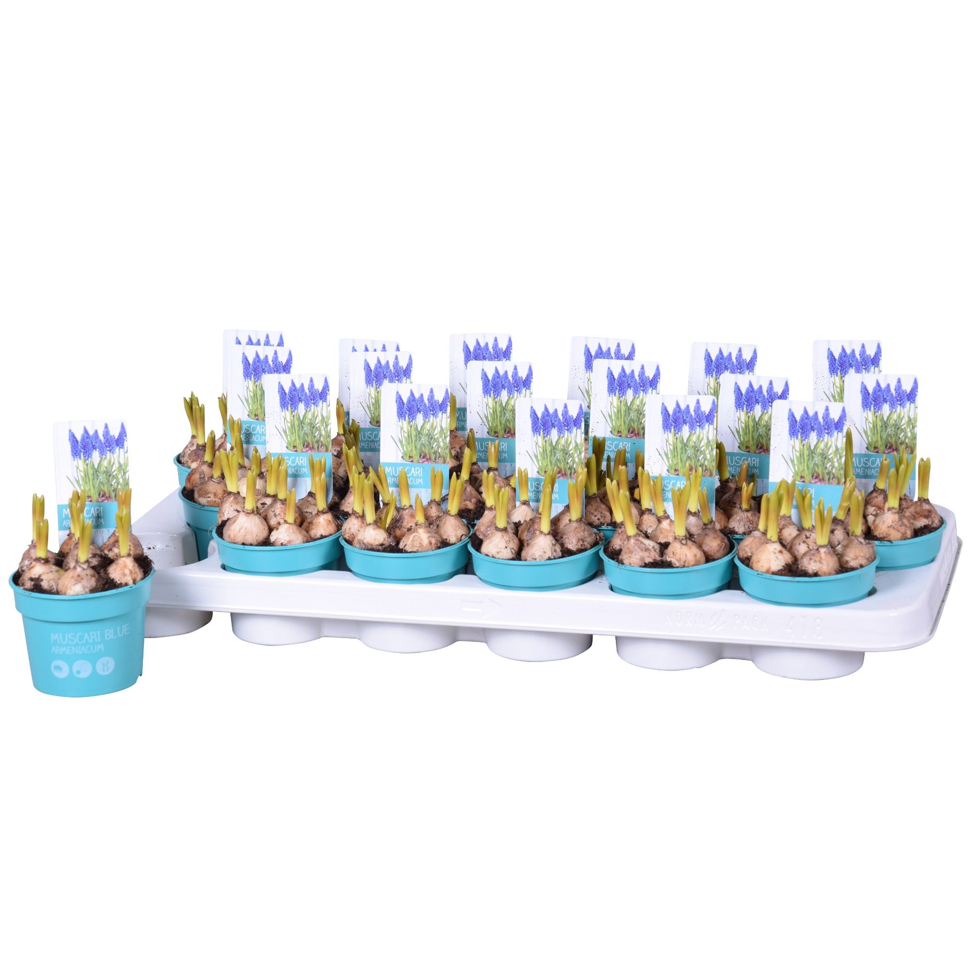 Muscari Armeniacum 'Diamond Collection', D 9