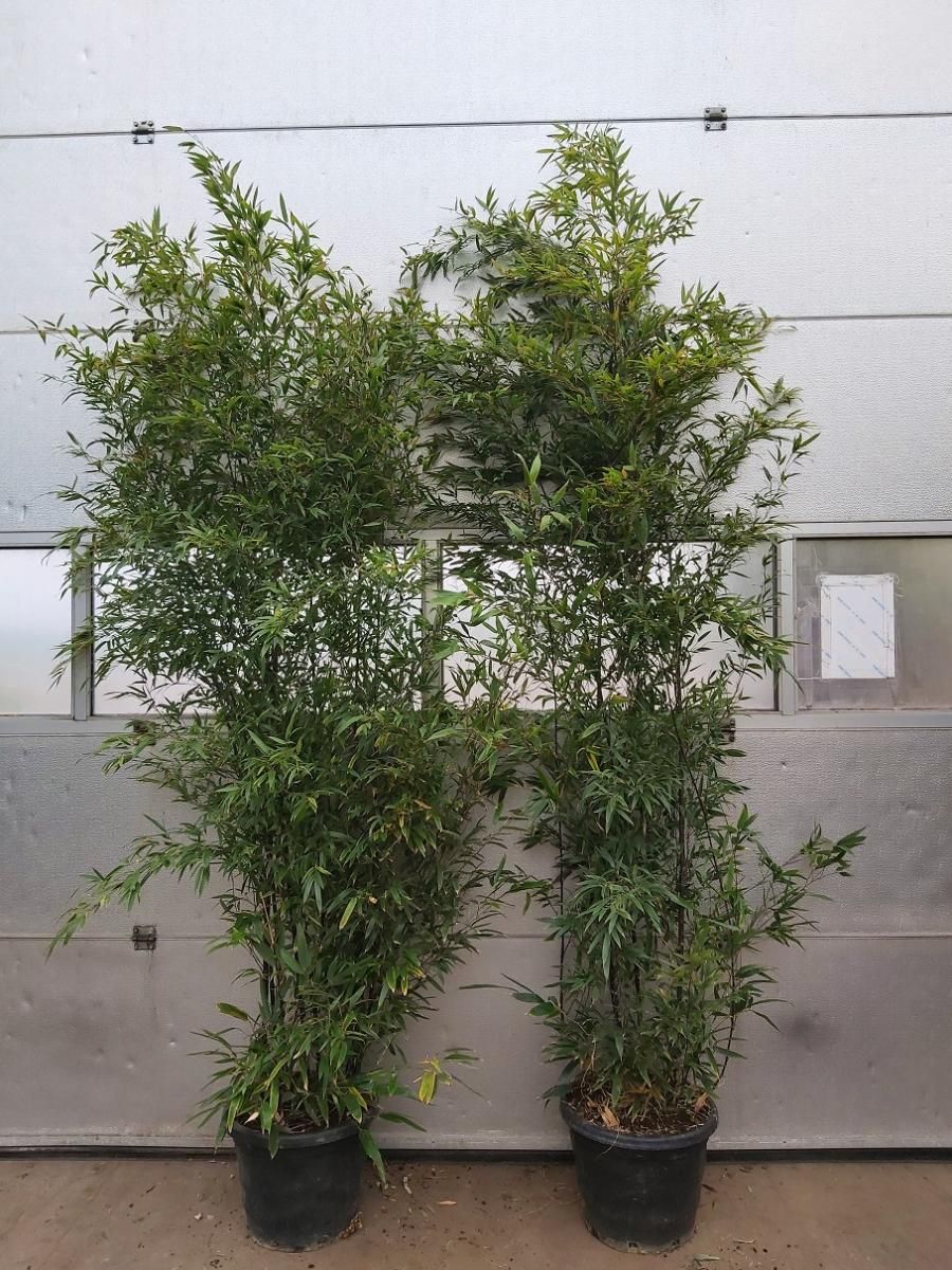 Phyllostachys nigra, D 40