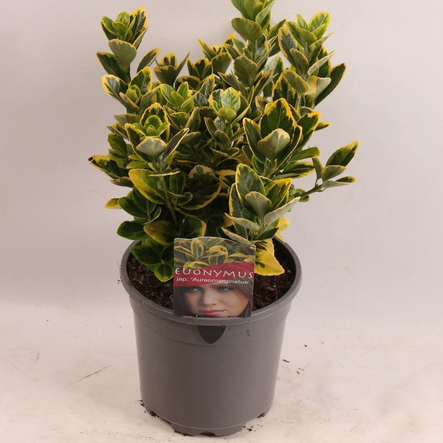 Euonymus jap. Aureomarginatus, D 17