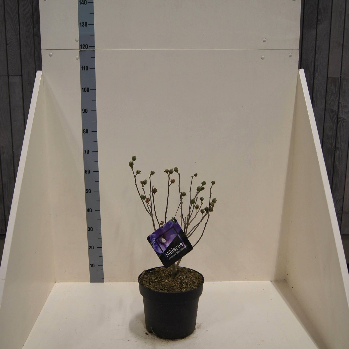 Hibiscus syr. Blue Chiffon, D 28