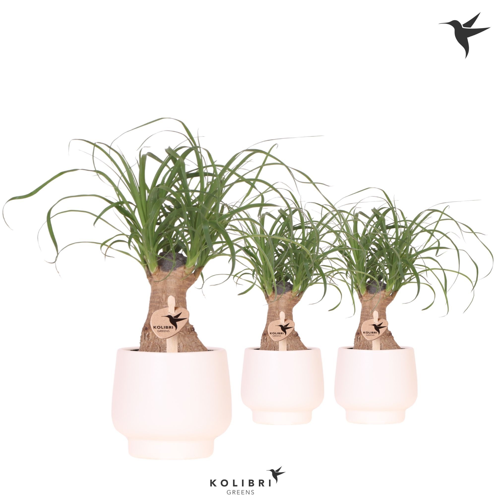 Kolibri Greens Beaucarnea in Scandic pot white, D 9