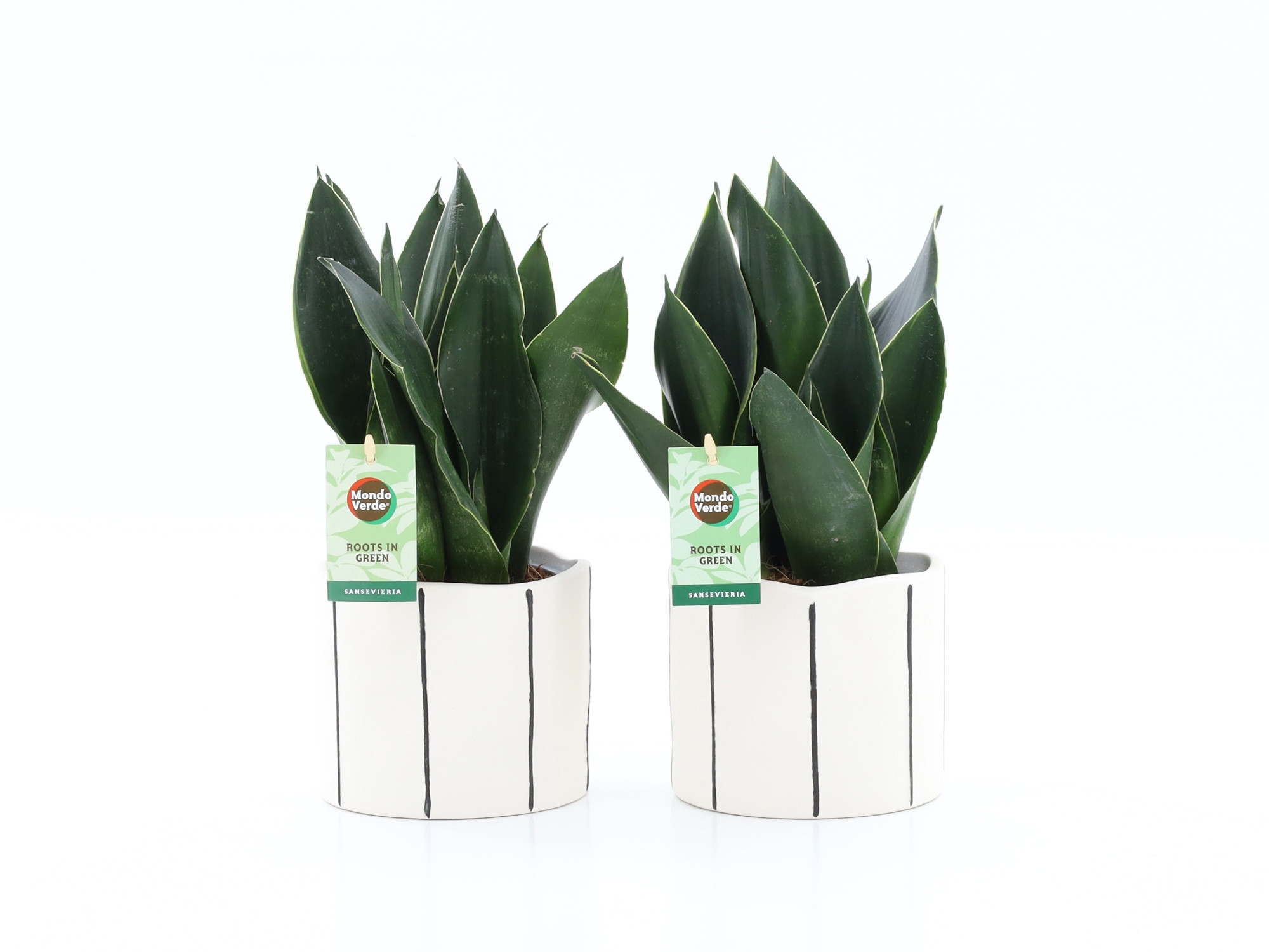 Sansevieria Black Diamond in Banksy keramiek, D 13