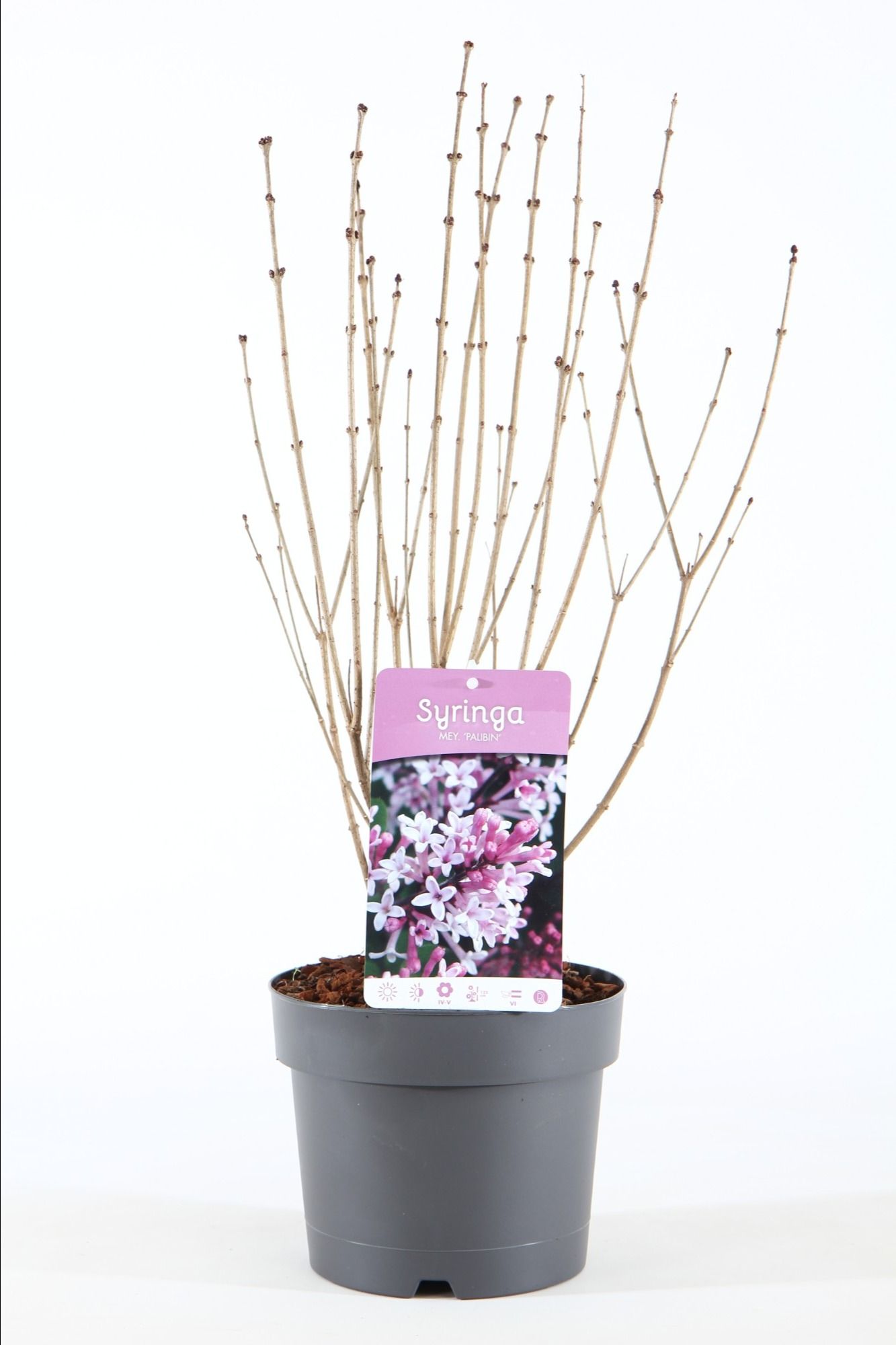 Syringa mey. 'Palibin' P19/C3, D 19