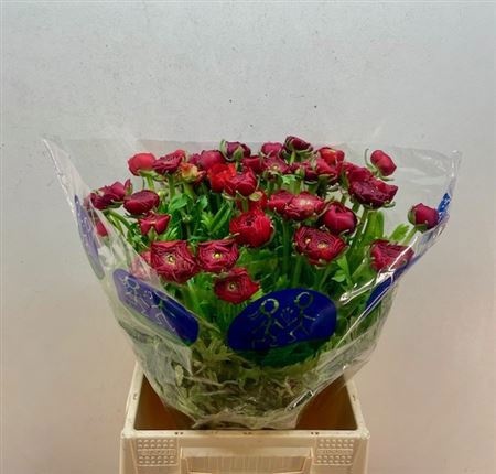 Ранункулус Элеганс Рэд 45, шт.