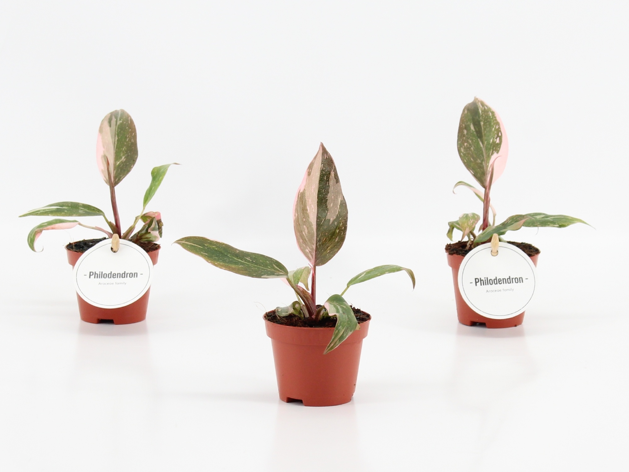 Philodendron Pink Princess, D 6