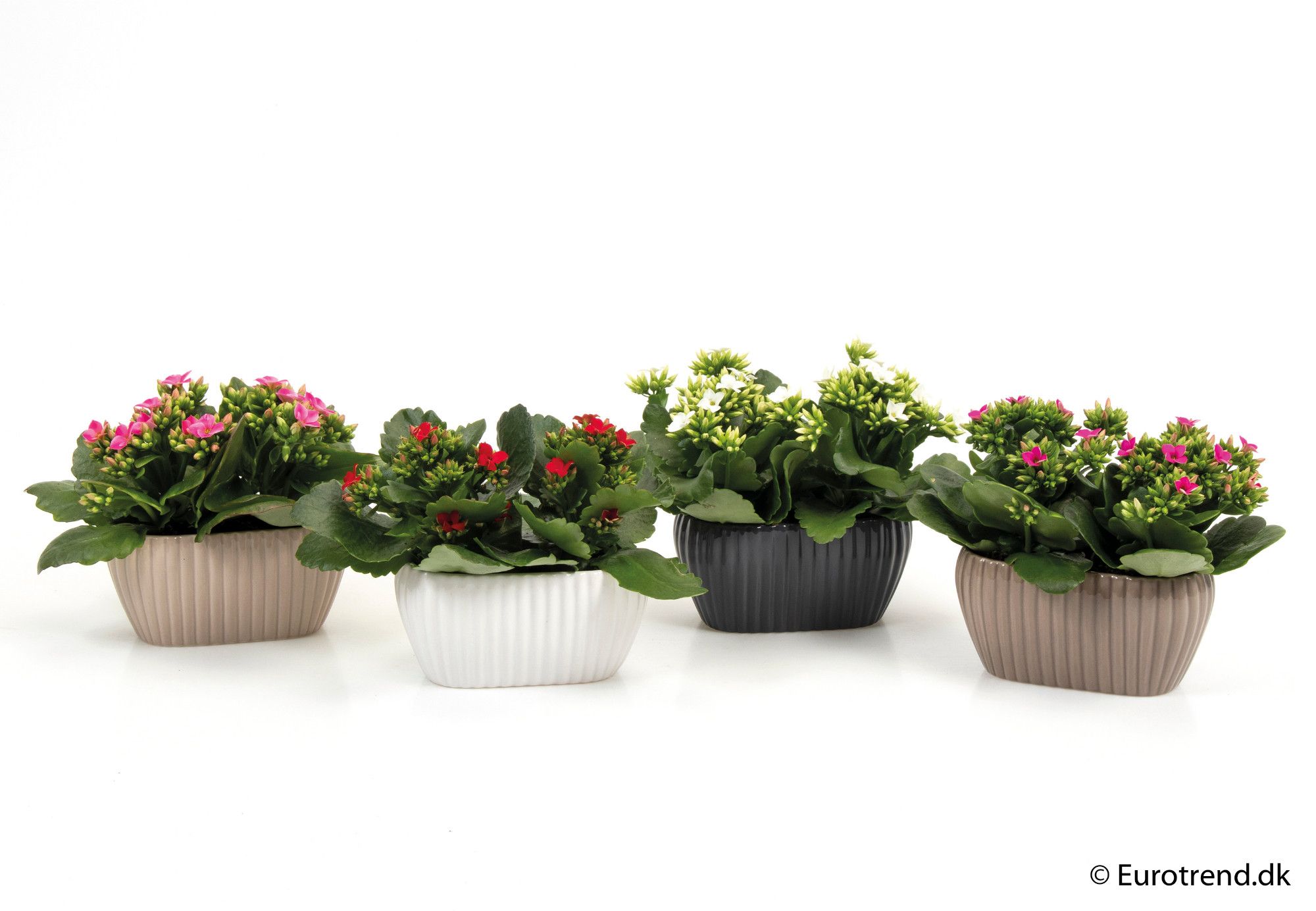 Kalanchoe in duo ceramic - New Look 2025, D 6 cm Kalanchoe in duo ceramic - New Look 2025, D 6 cm