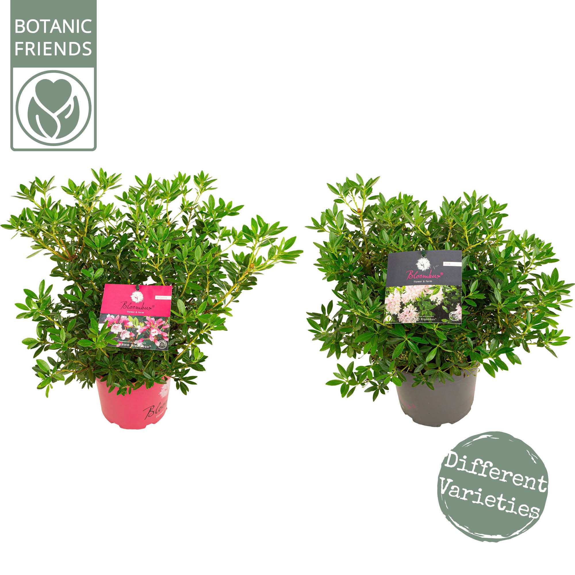 Rhododendron 'Bloombux' Mix, D 17