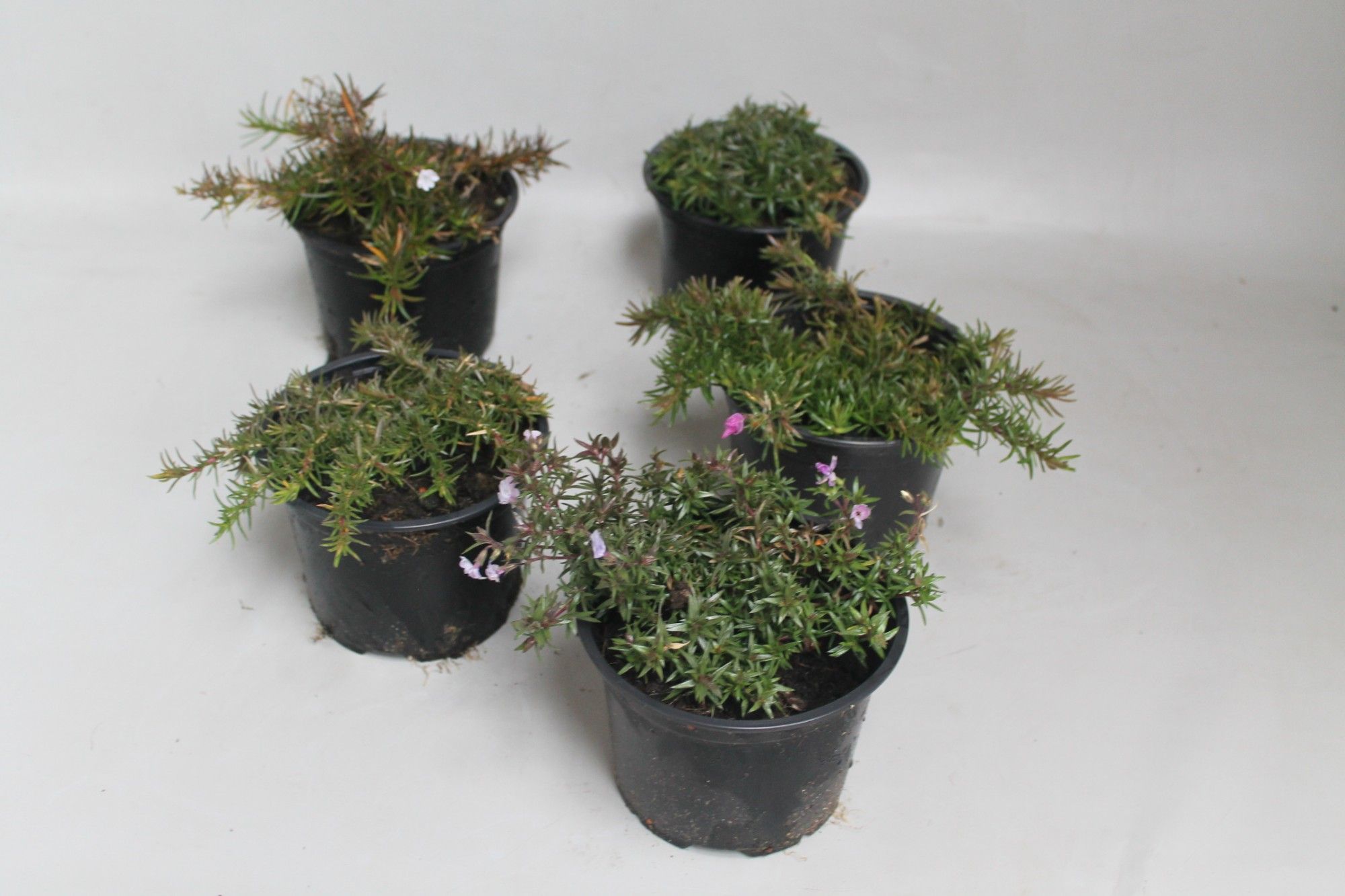 Phlox subulata, D 13