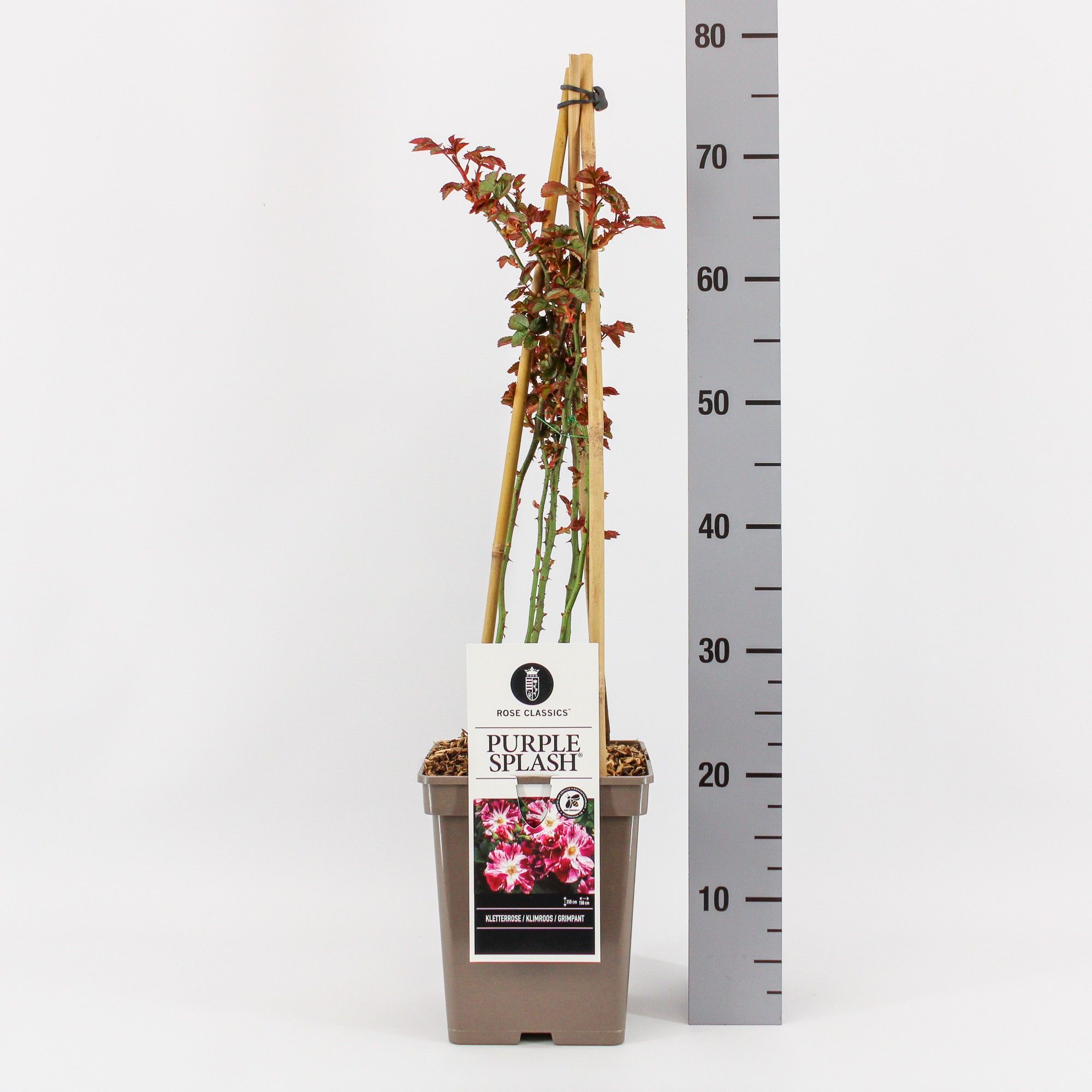 Rosa (K) Purple Splash ®, C5, 4 stok 90 cm, D 23