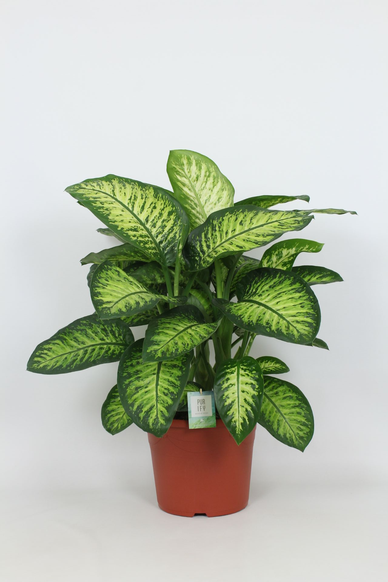 Purify Dieffenbachia Lemon Tropic 35 cm, D 35