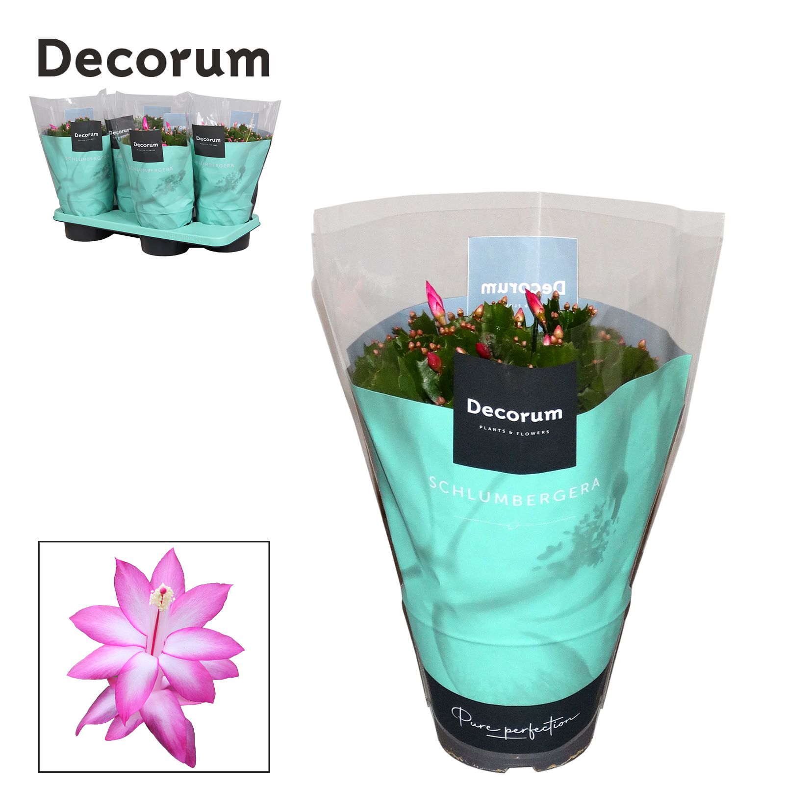 Schlumbergera - 17 cm - Purple (Jolly Dancer) - Decorum, D 17 cm