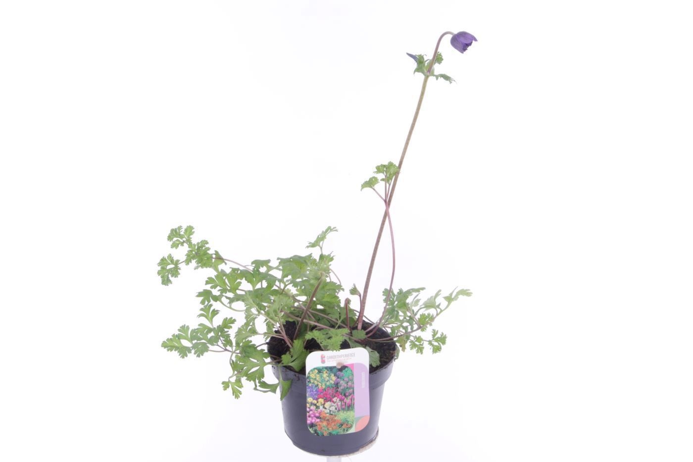 Anemone coronaria Animo Double Blue, D 13