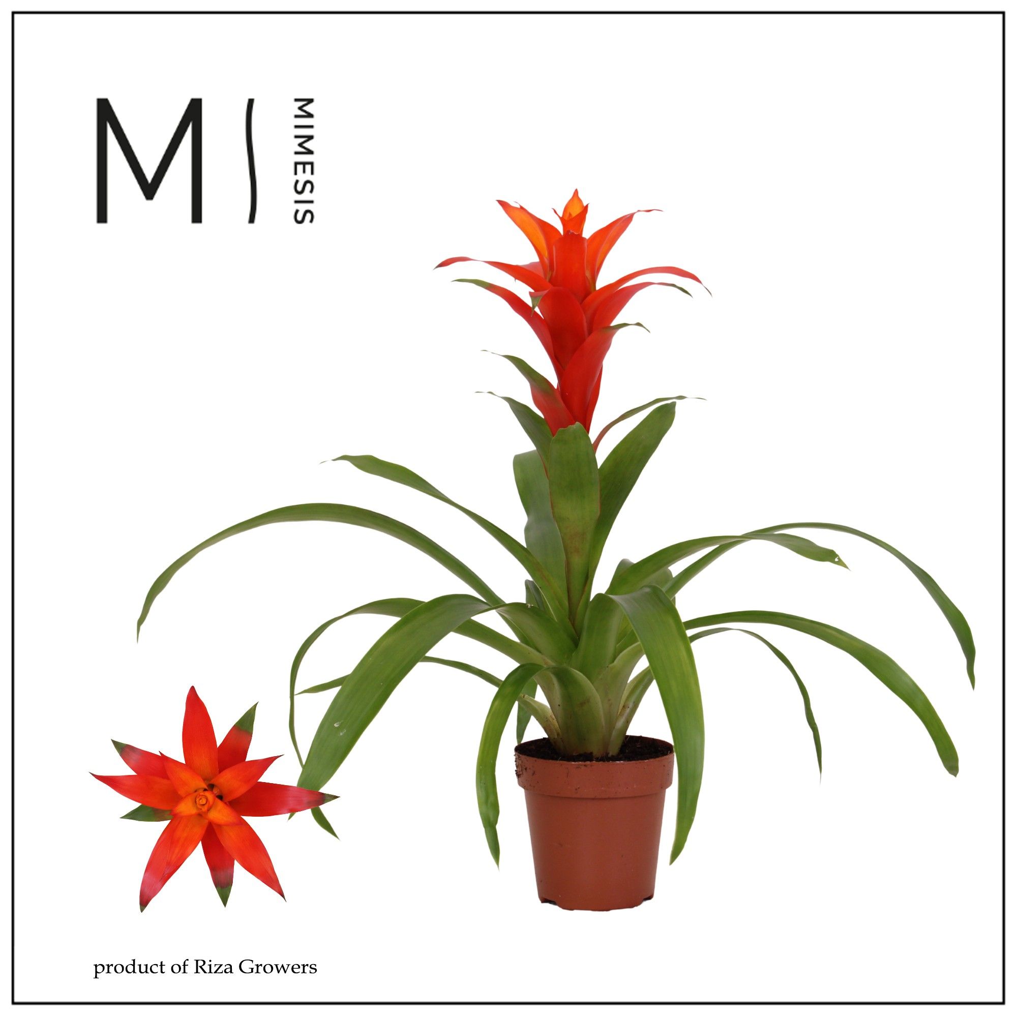 Guzmania Suerte Orange - 12cm | Mimesis, D 12